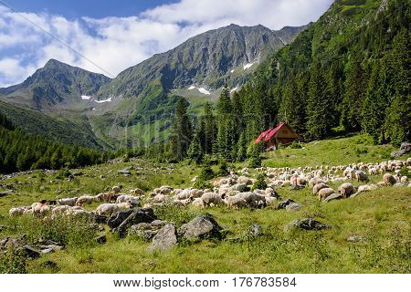 Flock of sheep grazing on a pasture in Carpathian Mountains and a wood cabin with red roof in background