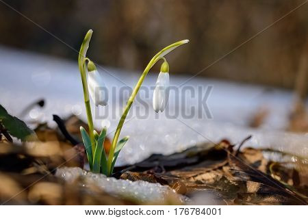 Snowdrops growing in forest through old leaves and snow patches. Warm sunlight emphasizes the purity and tenderness of snowdrops.