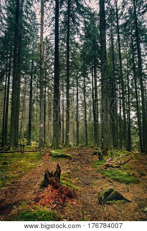Touristic hiking trail in forest with red dot on white circle marking on trees bark