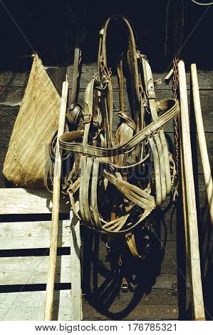 Leather Horse Bridles And Harness Hanging On Wall