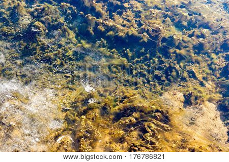 oozy bottom and water ice in a pond in the spring closeup for a natural abstract background