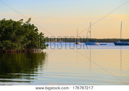 Sailboats And Mangroves