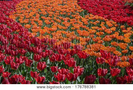 Many buds of red and orange blossoming tulips