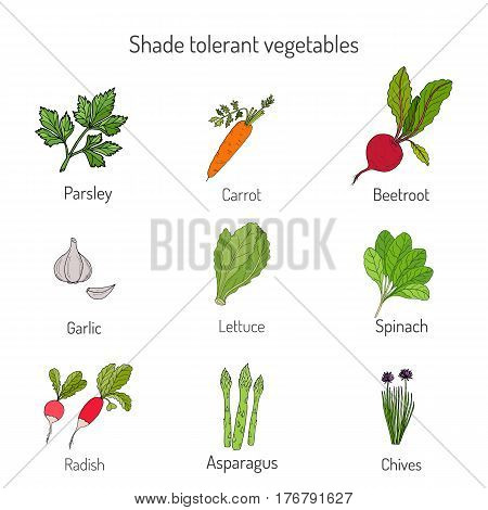 Shade tolerant vegetables. Garden crops  set, vector illustration