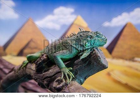 A big green iguana on a snag against the Egypt pyramides background