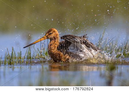 Black-tailed Godwit Wader Bird Washing