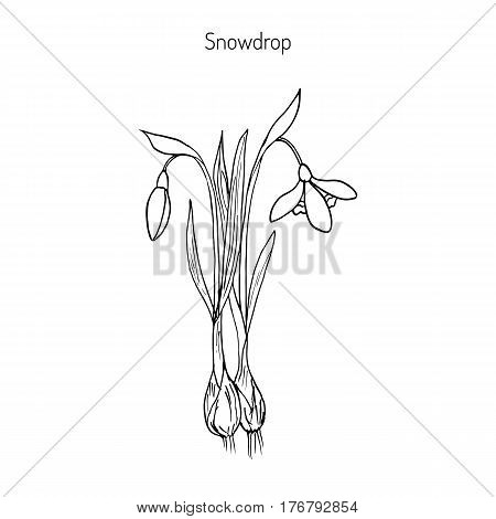 Snowdrop Galanthus nivalis , early spring flower. Hand drawn botanical vector illustration