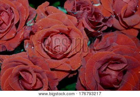 rose flower dew love macro spring red  background
