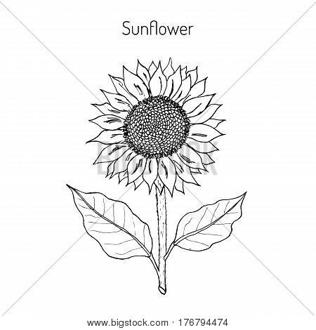 sunflower Helianthus annuus . Hand drawn botanical vector illustration
