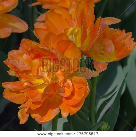 Blooming orange tulips from blossoming buds closeup