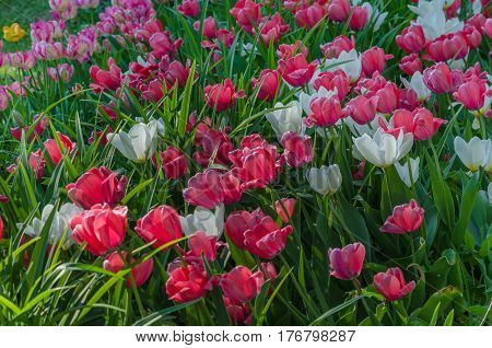 Many buds of white and pink blossoming tulips