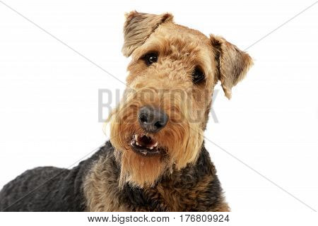 Portrait Of An Adorable Airedale Terrier