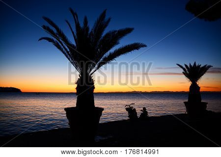 Palm trees on way by the sea at sunset