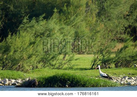 lonely stork in a meadow, Spain.