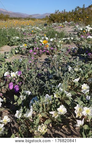 Amazing wildflower bloom in Anza Borrego Desert State Park, California, San Diego County just peaking now (3/2017).