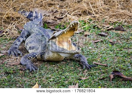Image of a crocodile on the grass. Reptile Animals.