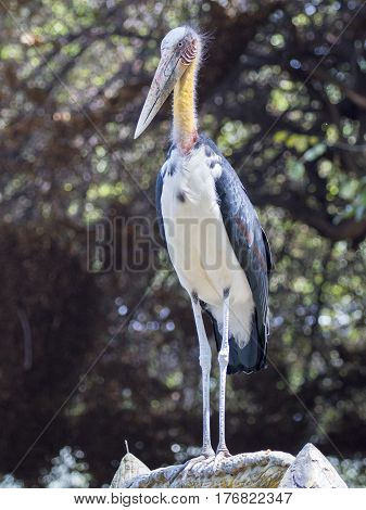 Image of a Lesser adjutant stork. wild animals.