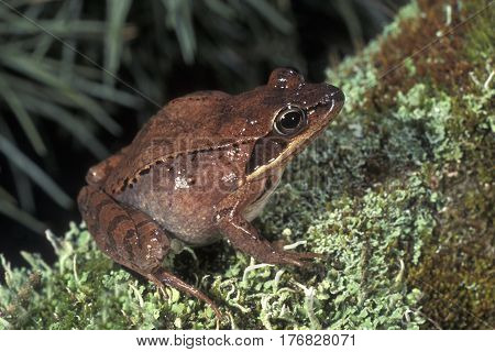 A  Wood Frog, Lithobates sylvaticus sits on a mossy log in the woods of New Jersey