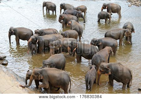 Big Group of Elephants bathing in a river in Pinnawala Sri Lanka