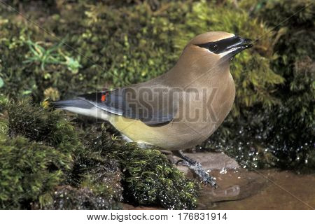 A Cedar Waxwing, Bombycilla cedrorum drinks from a shallow pond