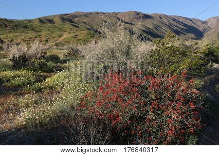 Large red chuparosa bush and other flowers after winter rains in huge wildflower bloom in the Anza Borrego Desert, California.