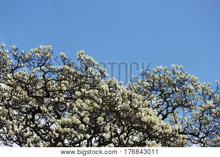 white Magnolia denudata flowers and blue sky