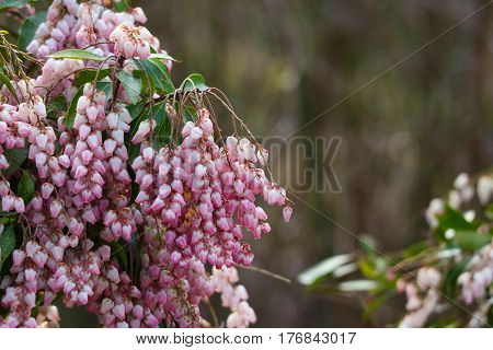 focus on pink pieris japonica with blurred background
