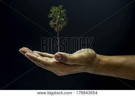 Hand Holding Borassus Flabellifer Palm Tree