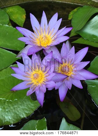 This beautiful waterlily or lotus flower is complimented by the drak colors of the deep blue water surface. Saturated colors and vibrant detail make this an almost surreal image.