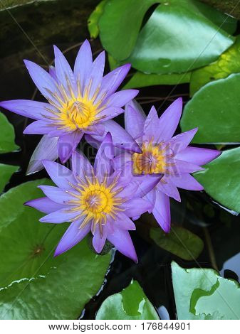 This beautiful waterlily or lotus flower is complimented by the drak colors of the deep blue water surface. Saturated colors and vibrant detail make this an almost surreal image.