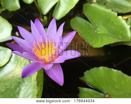 This beautiful waterlily or lotus flower is complimented by the drak colors of the deep blue water surface. Saturated colors and vibrant detail make this an almost surreal image.