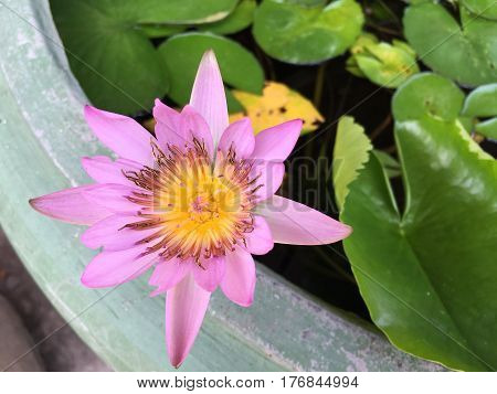 This beautiful waterlily or lotus flower is complimented by the drak colors of the deep blue water surface. Saturated colors and vibrant detail make this an almost surreal image.