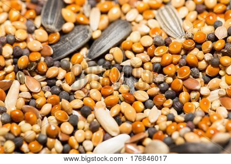 A background of birdseed. close . Photo texture