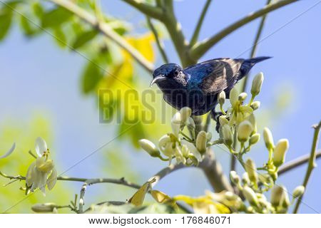 Image of a bird (purple sunbird). Wild Animals.