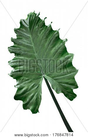 Alocasia Odora  Giant Upright Elephant Ear, Night-scented Lily leaf isolated on white