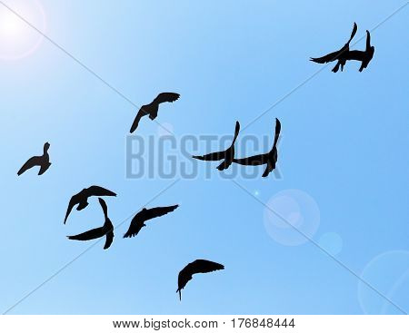 silhouette of a flock of pigeons on blue sky .