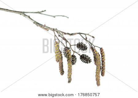 Alder branch with catkins isolated on white background. Branch of black alder (Alnus glutinosa) with male inflorescence and mature cones