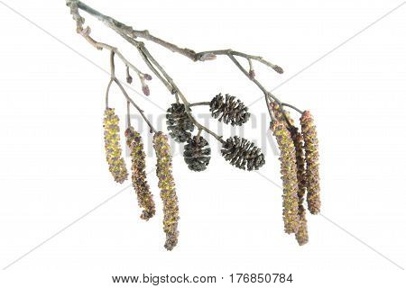 Alder branch with catkins isolated on white background. Branch of black alder (Alnus glutinosa) with male inflorescence and mature cones