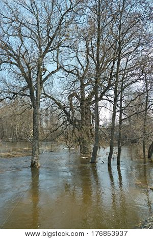 Spring flood in the village river overflow
