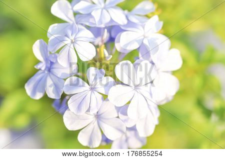 cape leadwort or white plumbag flower (Plumbago auriculata)