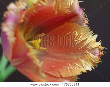 Terry fringed pink tulip. Pink tulip fringed with white ragged edgesTerry colored tulip on a black background macro