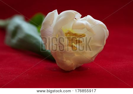 Fine art of close-up Tulips blurred and sharp White tulip on a red velvet background with bokeh