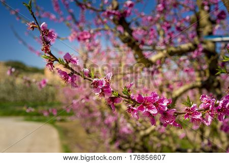 Blossoming peach tree in Aitona, a beautiful town in Catalonia, Spain. Flowers sprout during the spring and the landscape is transformed. The fields flowered transmit sensations positive and of hope.