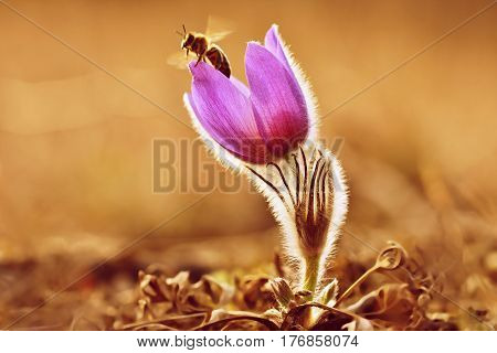 Spring flower. Beautifully blossoming pasque flower and sun with a natural colored background. (Pulsatilla grandis). Bee flies from flower plants in a meadow.