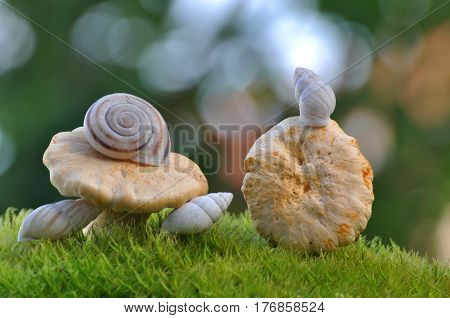 Bright Orange Chanterelle Mushroom and snail shells, CANTHARELLUS CIBARIUS on green background.