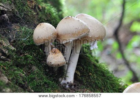Psathyrella candolleana, group of mushrooms growing on the tree