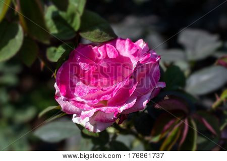 Early morning beautiful rose flower garden, dew on roses with awesome colors and verity with closes look, around fifty of verity of roses in this garden in New Delhi, India
