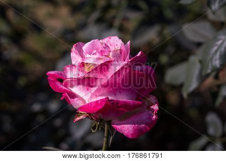 Early morning beautiful rose flower garden, dew on roses with awesome colors and verity with closes look, around fifty of verity of roses in this garden in New Delhi, India