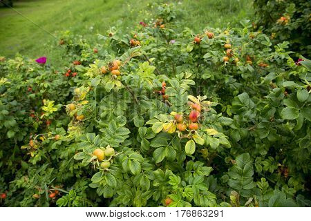 Rose buds on the nature wild shrub