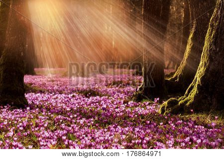 Field of wild purple crocuses with oaks trees valley at sunset. Beauty of wildgrowing spring flowers crocus blooming